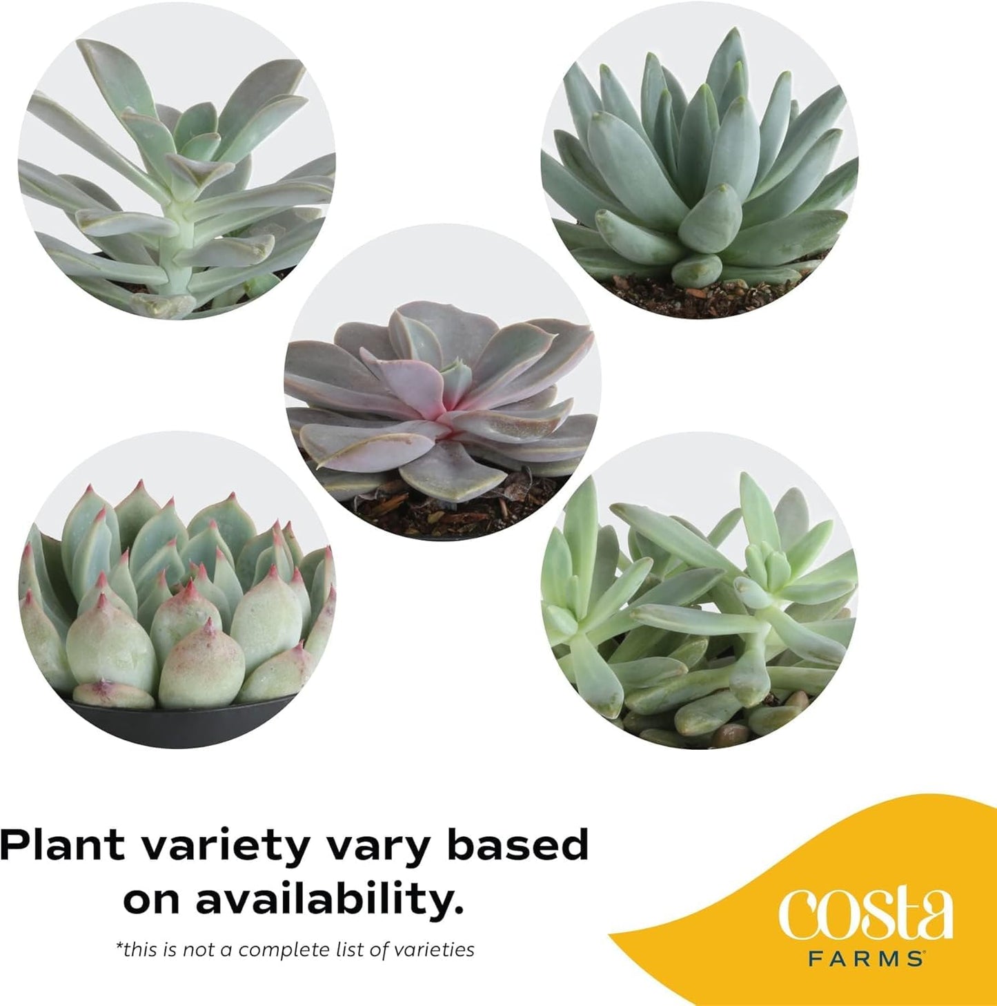 Costa Farms Echeveria, Succulent Live Plant in Decorative Pot, Succulent Indoor Houseplant, Perfect for Home, Room, or Office Decor, Great House Warming or Birthday Gift, 4-6 Inches Tall