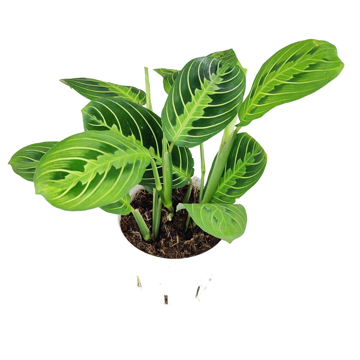 Maranta Lemon Lime (4 inch) - Lucky Houseplants - 4/6 inch Unique Live Decorative Houseplants - Easy to Care Indoor Plants, Perfect for Office, Home & Feng Shui Decor