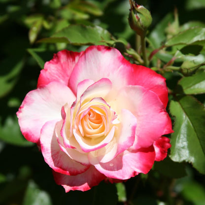 Heirloom Roses Rose Bush Live - Cherry Parfait™ Live Grandiflora Rose Plant for Outdoor Planting