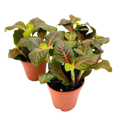 BubbleBlooms Red Nerve Plant 2 inch Set of 3 Mosaic Red Veined Fittonia Tiny Mini Pixie Plants