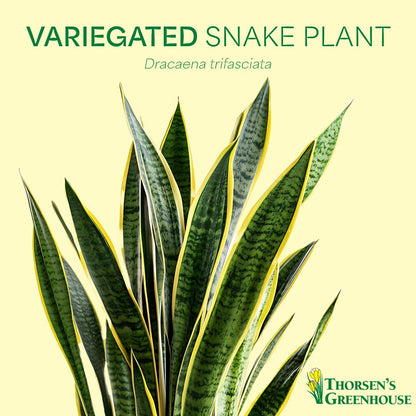Thorsen's Greenhouse Variegated Snake Plant, Dracaena Trifasciata, Sansevieria, Mother-in-Law Tongue, Low Light, Easy to Grow, Live Indoor Plant, 4" Diameter Pot (Terra Cotta)
