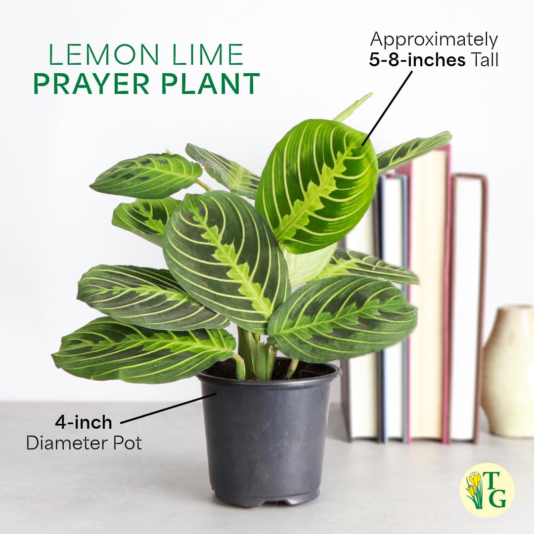 Thorsen's Greenhouse Lemon Lime Prayer Plant, Live Indoor Plant, Pet Friendly, Attractive Houseplant, Lemon Maranta, Natural Air Purifier, Easy to Grow, 4" Diameter Pot (Coffee)