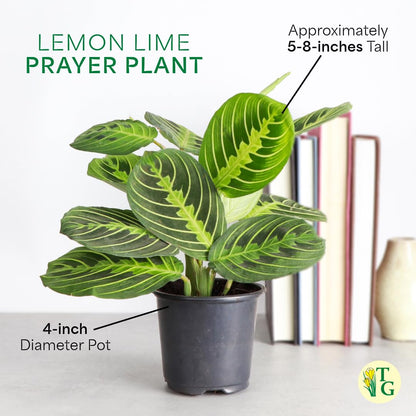Thorsen's Greenhouse Lemon Lime Prayer Plant, Live Indoor Plant, Pet Friendly, Attractive Houseplant, Lemon Maranta, Natural Air Purifier, Easy to Grow, 4" Diameter Pot (Sage)