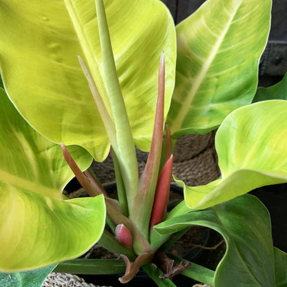Philodendron Moonlight - 5 Live Plants in 4 Inch Growers Pots - Philodendron 'Moonlight' - Extremely Rare Indoor Air Purifying Houseplant