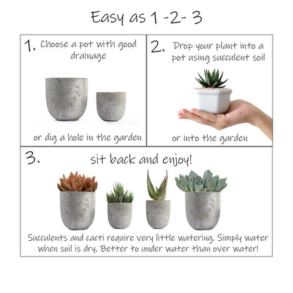 Altman Plants, Assorted Cactus Plants Live Plants (4 Pack), Live Cactus Plant Live Succulents Plants Live Houseplants, Cacti Live Indoor Plants Succulent Plants House Plants in Cactus Soil Potting Mix