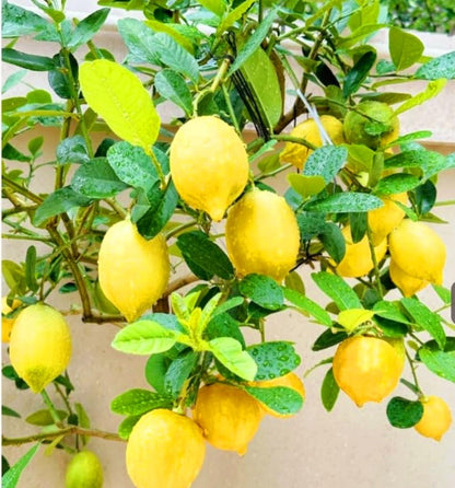 70 Seeds Lemon Trees Dwarf Lemon Bonsai. Perfume Lemon All-in-One Citrus Tree for Patio
