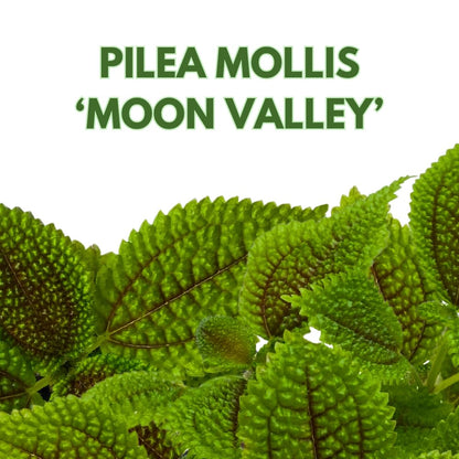 BubbleBlooms Pilea Mollis Moon Valley in a 4 inch Pot Friendship Plant