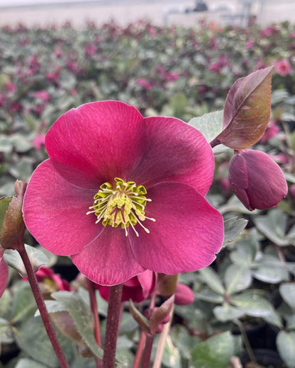 Perennial Farm Marketplace Helleborus x Frostkiss® ‘Anna’s Red’ (Lenten Rose) Perennial, Size-#1 Container, Red Blooms Late Winter to Spring, Deer Resistant