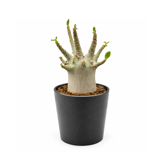 Rare Adenium Arabicum Godji Live Plant – Desert Rose Succulent – Thick Caudex Bonsai Plant – Drought Tolerant Exotic Houseplant