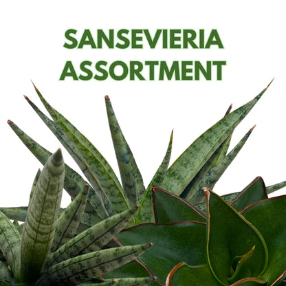 BubbleBlooms Sansevieria Assortment 4 inch Pots Set of 3 Rare Hardy Snake Plants