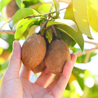 Sapodilla Tree Live Plant for Growing 2 to 3 Feet Tall, in 3 Gallon Pot, Sapodilla Plant Live Outdoor, Cannot Ship to CA
