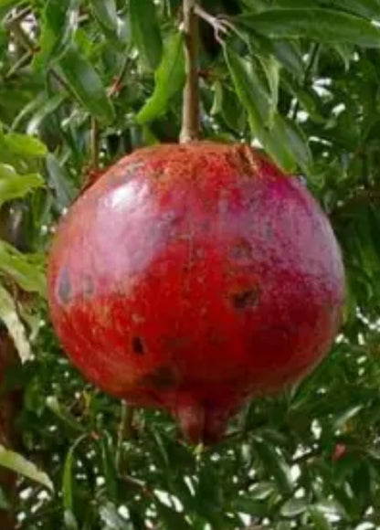 Live Plant - Pomegranate - 'Wonderful' - Punica granatum - 15 Plants