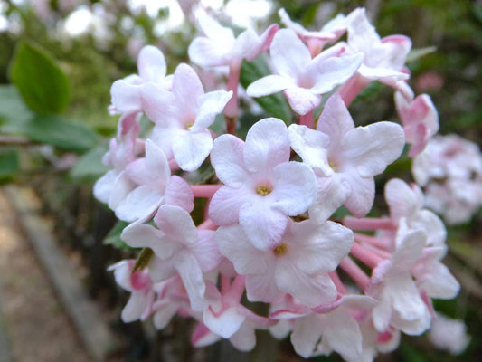 Juddii Viburnum - Fragrant Snowball Bush - Live Plant Shipped 1 to 2 Feet Tall by DAS Farms