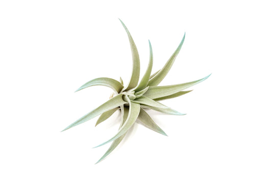 Light Blue Colorful Tillandsia Air Plants -Long Lasting Color Enhanced Live Tillandsia Succulent House Plants - Home and Garden Decor -Easy Care Indoor/Outdoor Plants (Harrisii, Single)
