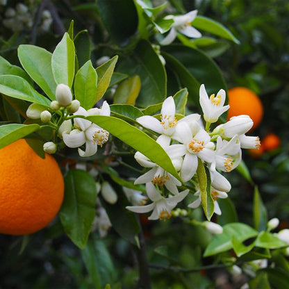 Brighter Blooms - Valencia Orange Tree, 1-2 ft. - No Shipping to AK, AL, AZ, CA, FL, GA, HI, LA, MS, OR, TX
