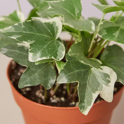 English Ivy 'Glacier' | Live Plant for Indoor & Outdoor | for Living Room, Office, Bathroom | (4" Pot)