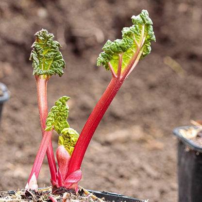 Rhubarb Plants Root for Planting, Hardy Rhubarb Plant Root for Outdoor Garden, Perennial, Size 3 to 6 Inch (5 Pack)