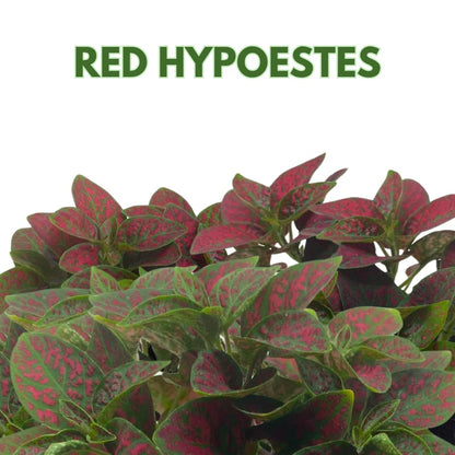BubbleBlooms Red Hypoestes phyllostachya 2 inch Set of 3 Flamingo Polka Dot Plant Tiny Mini Pixie Plants