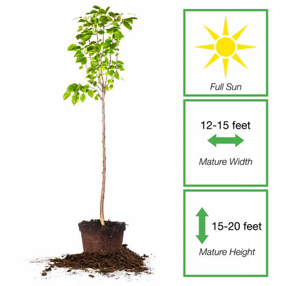 Perfect Plants Florida Home Pear Tree | Live Outdoor Fruit Trees 4-5 Feet | Easy to Grow Sweet Fruits Perfect for Preserves | Easy Planting & Pears Produced in 2-3 Years