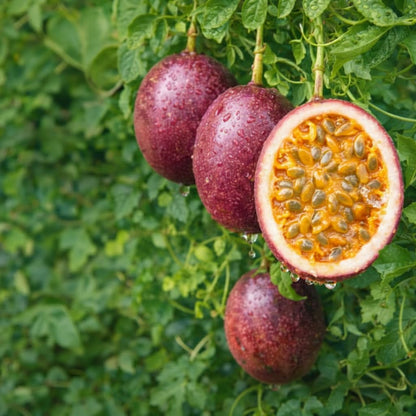 NYGardenia Passion Fruit Seeds – 50 Seeds for Planting – Purple Tropical Climbing Vine Fruit Plant