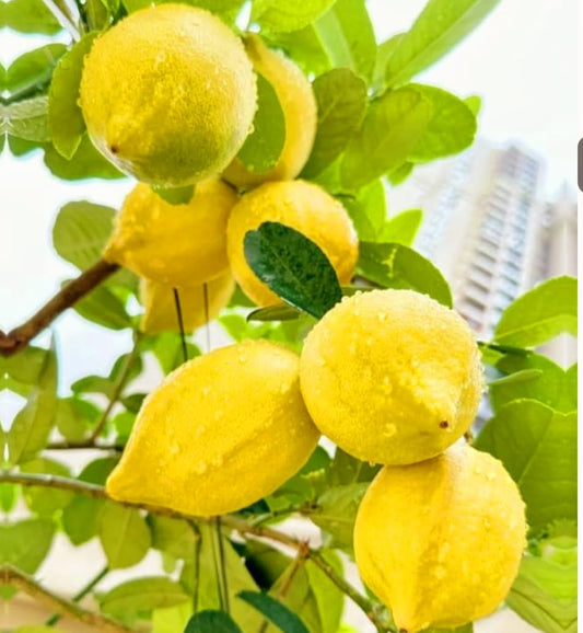 70 Seeds Lemon Trees Dwarf Lemon Bonsai. Perfume Lemon All-in-One Citrus Tree for Patio