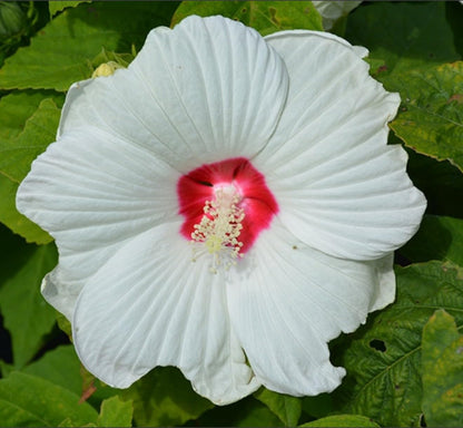 Live Plant - Luna White Hibiscus moscheutos-Small Rooted Starter Plant-Huge 8-10” Blooms