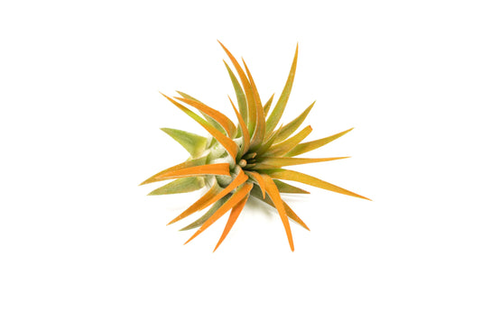 Tangerine Colorful Tillandsia Air Plants - Long Lasting Color Enhanced Live Tillandsia Succulent House Plants - Home and Garden Decor - Easy Care Indoor/Outdoor Plants (Ionantha Rubra, Single)