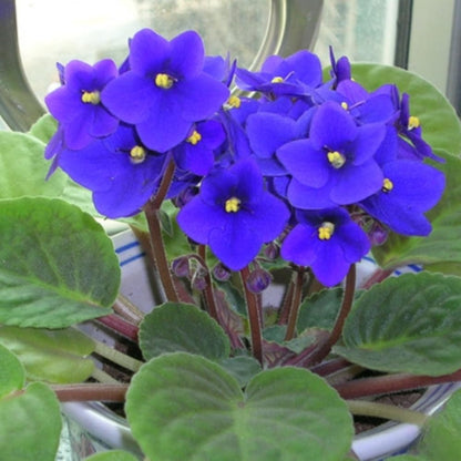 African Violets Live Plants, African Violet Plant Live House Plants, 4 Inc Potted, 4 to 6 Inc Long (Blue)