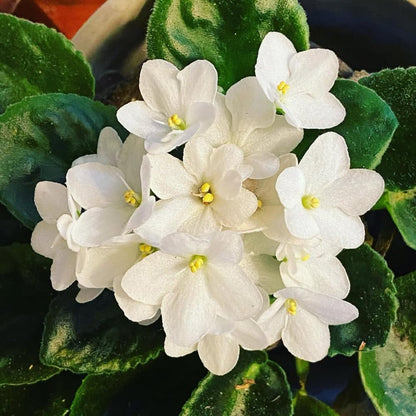 White African Violets Live Plants House Plants in 4" Pot, Vibrant Blooms for Indoor Décor, Home or Office, Easy to Grow