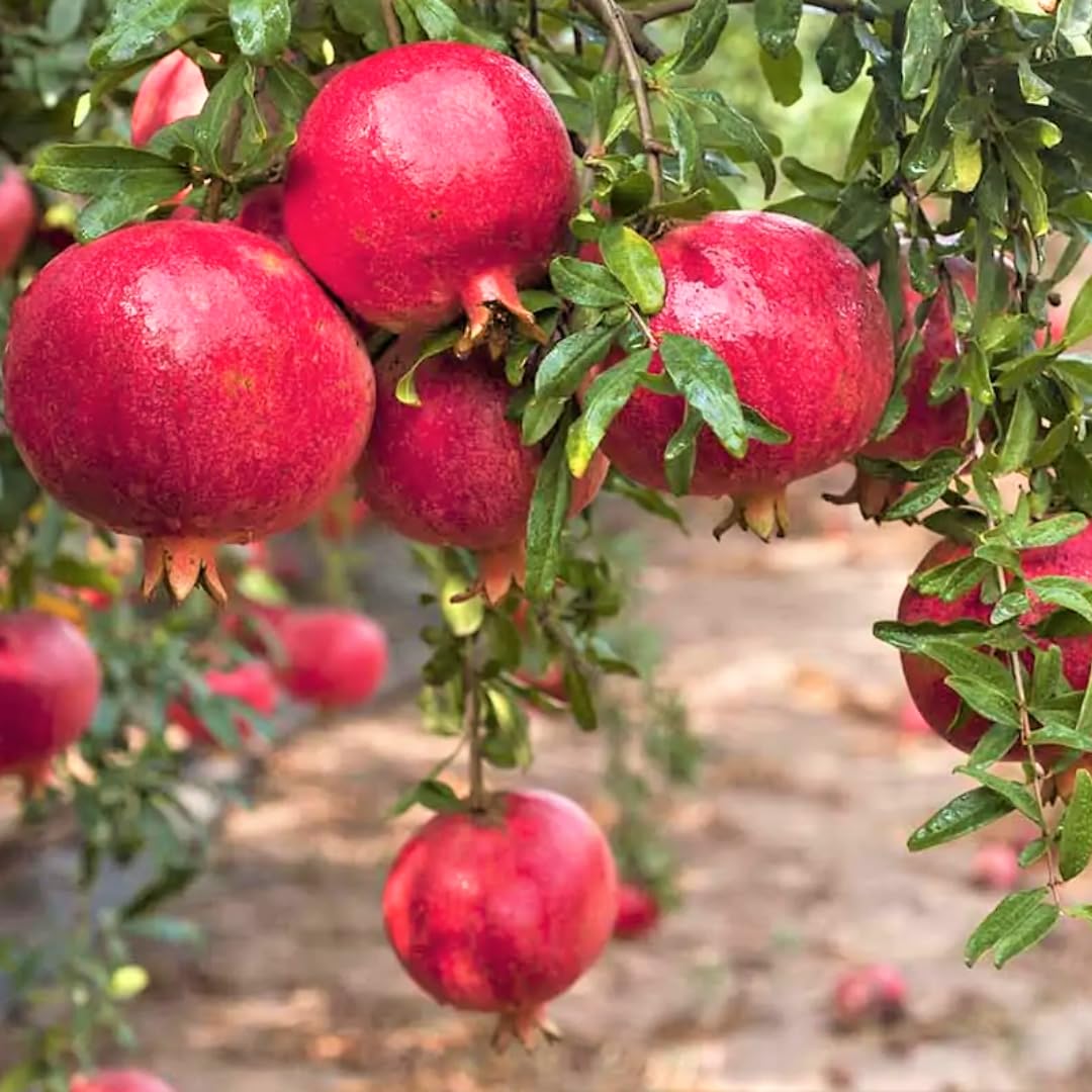 Pomegranate Tree Live Plant, 5 to 9 Inch Tall, Potted Pomegranate Plant, Pomegranate Fruit Tree, 4 Inch Pot Pomegranate Plants Live, Pomegranate Bush, Red Pomegranate Tree
