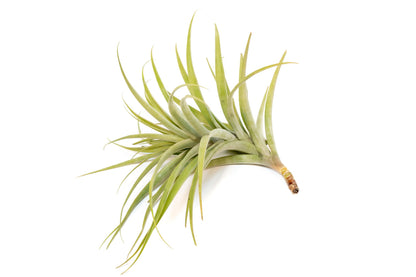 Air Plant Shop Tillandsia Latifolia - Wholesale and Bulk - Succulents - Live Tillandsia - Easy Care Indoor and Outdoor House Plants
