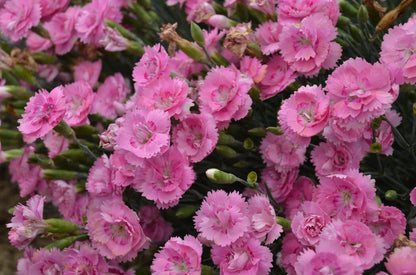 Live Plant from Green Promise Farms - Proven Winners, Dianthus Fruit Punch Sweetie Pie Pinks, Pink Flowers - #1 Gallon Size Container