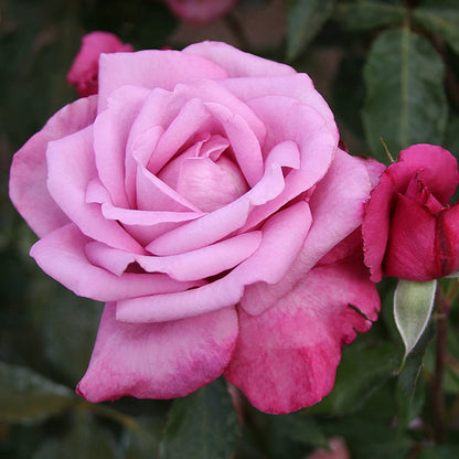 Heirloom Roses Grandiflora Rose Plant - Fragrant Plum Purple Rose Bush, Roses Live Plant for Planting Outdoors