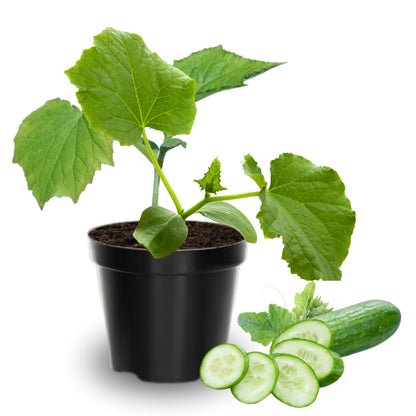 2 Cucumber Plants Live, Live Green Cucumber Plants, 3 to 5 Inches Tall, 4 Inches Pot, Cucumber Live Plants, Cucumber Starter Plants Growing Outdoor