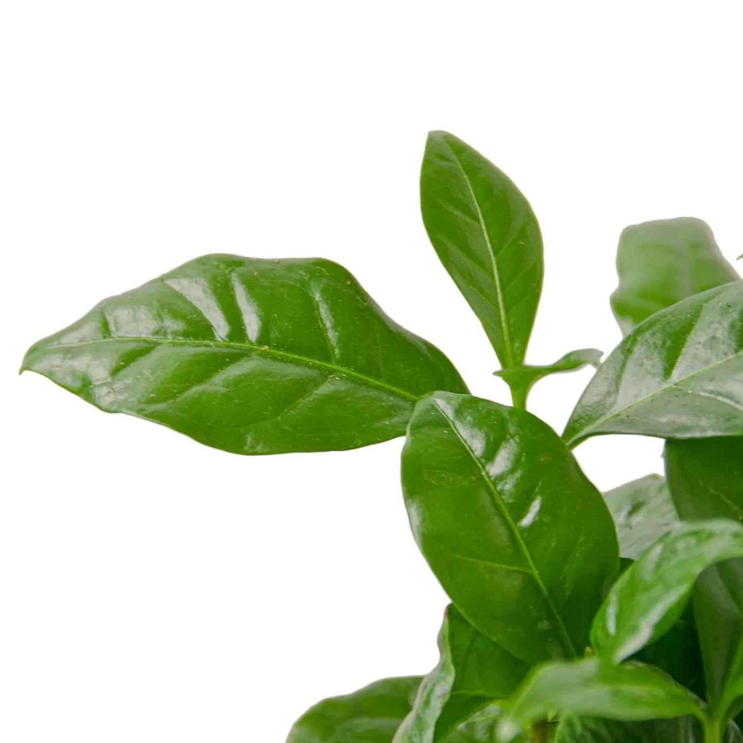 Arabica Coffee | Live Plant for Indoor & Outdoor | for Living Room, Office, Bathroom | (3" Pot)
