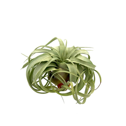 ragnaroc Air Plants - Tillandsia Xerographica, Large 5-7” - 1ct - Live Arrival Gauranteed - House Plants for Home Decor & Gift