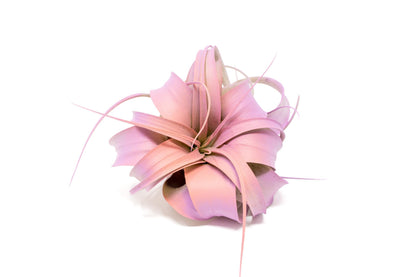 Colorful Mini Tillandsia Xerographica Air Plants in Custom Vibrant Tones - (Hawaiian Sunset, Pack of 3)