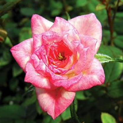 Ornamental Rose Live Plant, Everblooming Roses Flowers, in Pot, Indoor Outdoor Home Garden (Pink Miniature Rose)