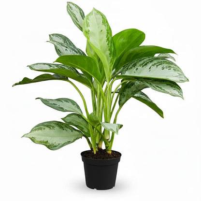 Chinese Evergreen 'Silver Bay' (6 inch) - Lucky Houseplants - 4/6 inch Unique Live Decorative Houseplants - Easy to Care Indoor Plants, Perfect for Office, Home & Feng Shui Decor