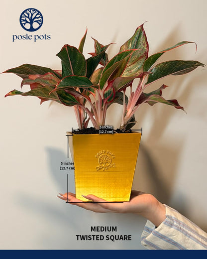 POSIE3DPRINTS Posie Pot Medium Twisted Square - Self Watering Planter 5x5 Inch - Indoor Plant Pot with 30 Day Reservoir - 3D Printed Bioplastic - No Guilt Plant Care - Made in USA, Gold