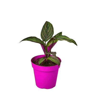 Calathea 'Beauty Star' in 4in Pot - Live Plants Tropical Houseplants | Variegated | USA Growers | The Snobby Leaf
