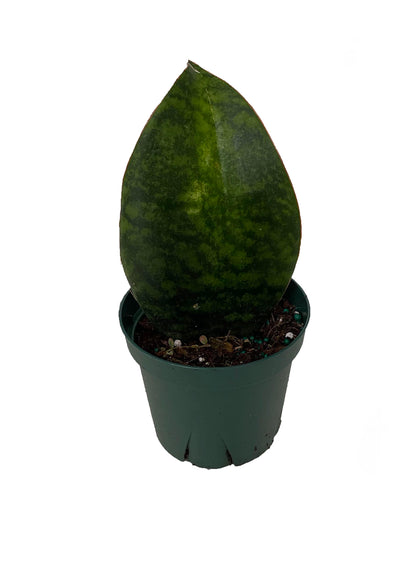 Shark Fin Snake Plant - Whale Fin - Sanseveria masoniana - 5" Pot - Collector's