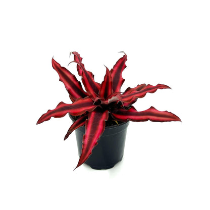 ragnaroc Live Plants – Cryptanthus ‘Red Star‘, 4-8" in 4" Pot - 1ct - Live Arrival Guaranteed - Succulents and House Plants for Home Decor & Gift