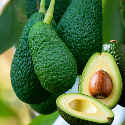 HASS Avocado Tree, Avocado Trees Live Plants in 3 Gallon Pot, Fruit Bearing Plant for Outdoor Garden, 1-2 Feet Tall, No CA