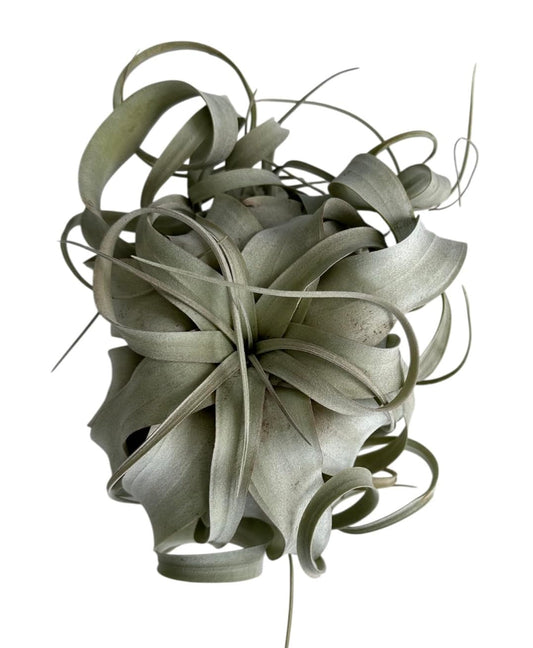 Large Xerographica Air Plants 6 to 7 Inch Wide - Air Plants Live Tillandsia Succulent House Plants Holders - Available in Wholesale/Bulk - Home and Garden Decor - Easy Care Indoor/Outdoor Plants(1 PC)