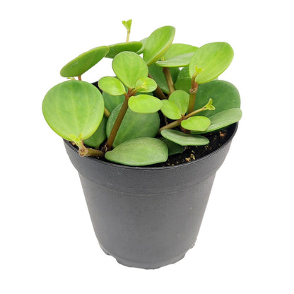 Peperomia 'Hope' (4 inch) - Lucky Houseplants - 4/6 inch Unique Live Decorative Houseplants - Easy to Care Indoor Plants, Perfect for Office, Home & Feng Shui Decor