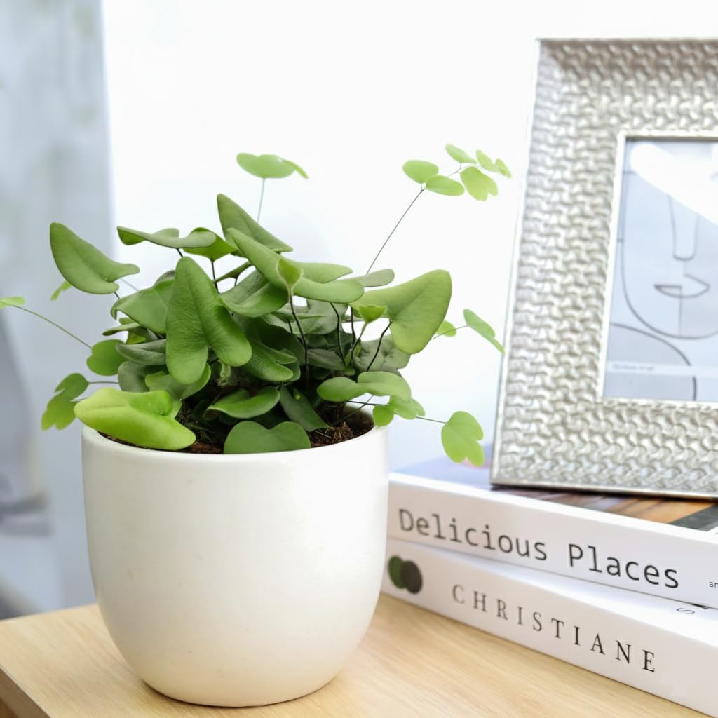 Fern 'Heart' (4 inch) - Lucky Houseplants - 4/6 inch Unique Live Decorative Houseplants - Easy to Care Indoor Plants, Perfect for Office, Home & Feng Shui Decor