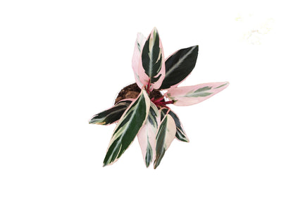 Calathea Indoor Plant, Live Houseplant 4 inch Grower's Pot (Triostar)