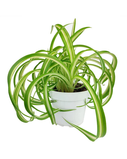 Bonnie Curly Spider Plant (8" Grower Pot) - Chlorpohytum Comosum - Grow, Easy to Care Houseplant - Live Healthy Houseplant for Home Office Decoration - Pet Friendly Indoor Plant