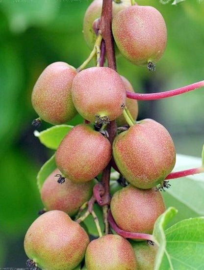 Geneva Female Kiwi Plant - Hardy - 2.5" Pot
